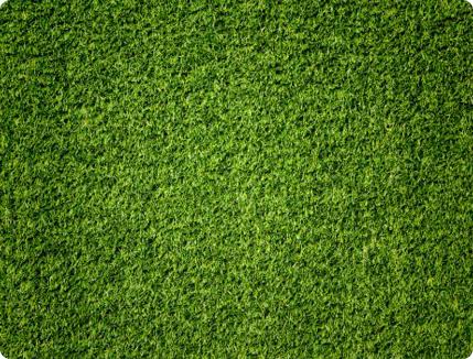 Paspalum doğal rulo çim yakın plan dokusu